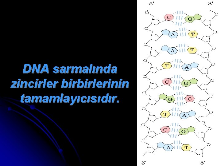 DNA sarmalında zincirler birbirlerinin tamamlayıcısıdır. 