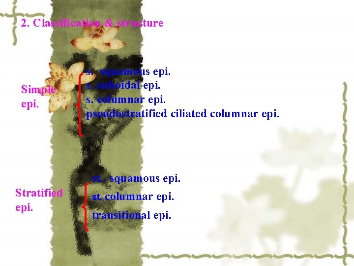 2. Classification & structure Simple epi. s. squamous epi. s. cuboidal epi. s. columnar