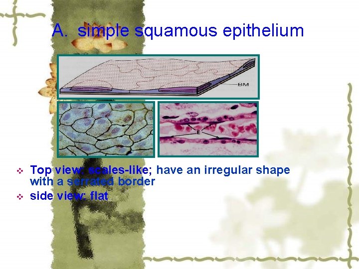 A. simple squamous epithelium v v Top view: scales-like; have an irregular shape with
