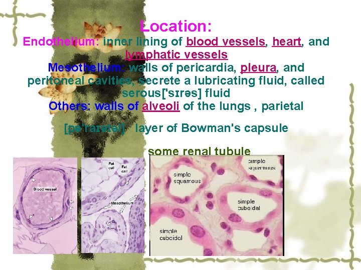 Location: Endothelium: inner lining of blood vessels, heart, and lymphatic vessels Mesothelium: walls of