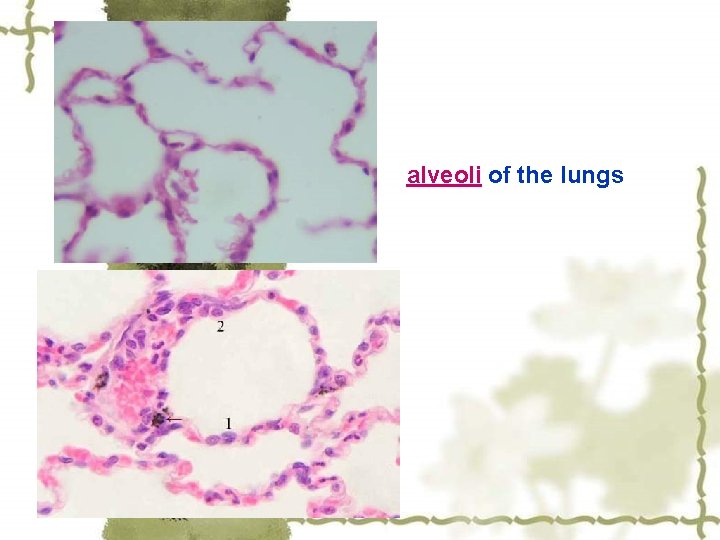 alveoli of the lungs 