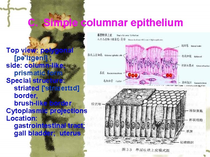 C. Simple columnar epithelium Top view: polygonal [pə'lɪɡənl] ; side: column-like， prismatic form Special