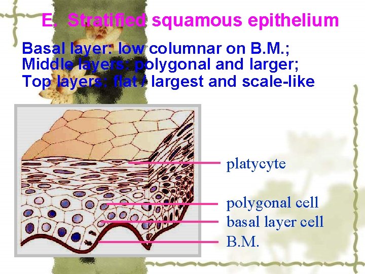 E. Stratified squamous epithelium Basal layer: low columnar on B. M. ; Middle layers: