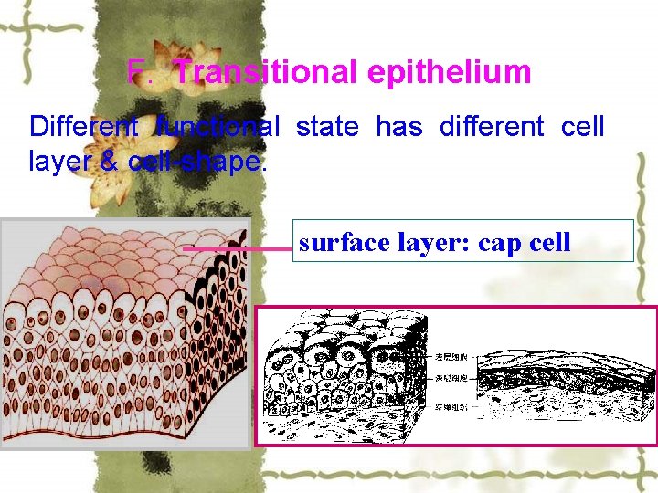 F. Transitional epithelium Different functional state has different cell layer & cell-shape. surface layer: