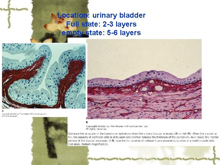 Location: urinary bladder Full state: 2 -3 layers empty state: 5 -6 layers 