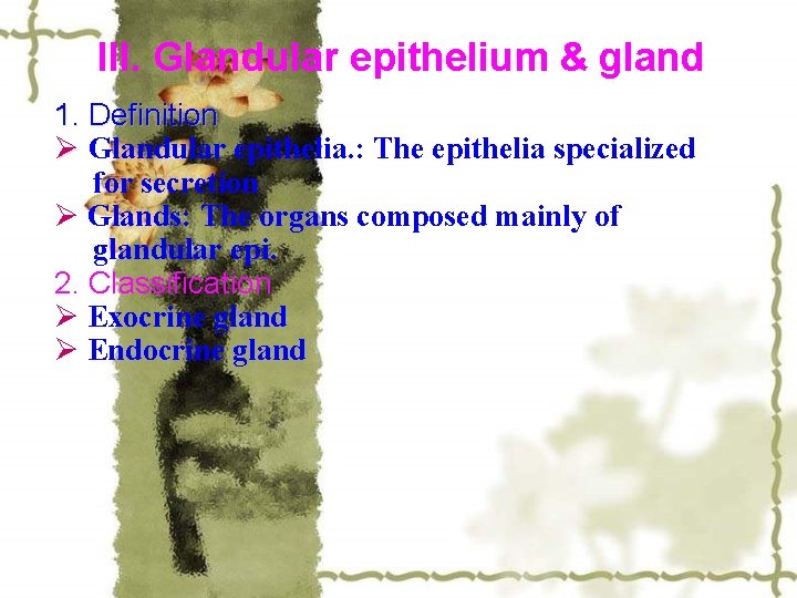 III. Glandular epithelium & gland 1. Definition Ø Glandular epithelia. : The epithelia specialized