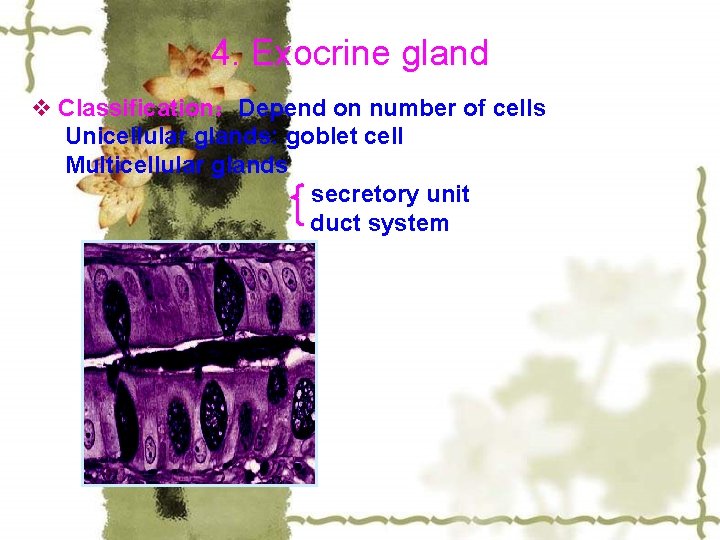 4. Exocrine gland v Classification：Depend on number of cells Unicellular glands: goblet cell Multicellular