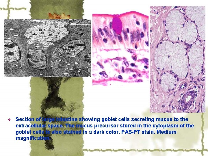 v Section of large intestine showing goblet cells secreting mucus to the extracellular space.