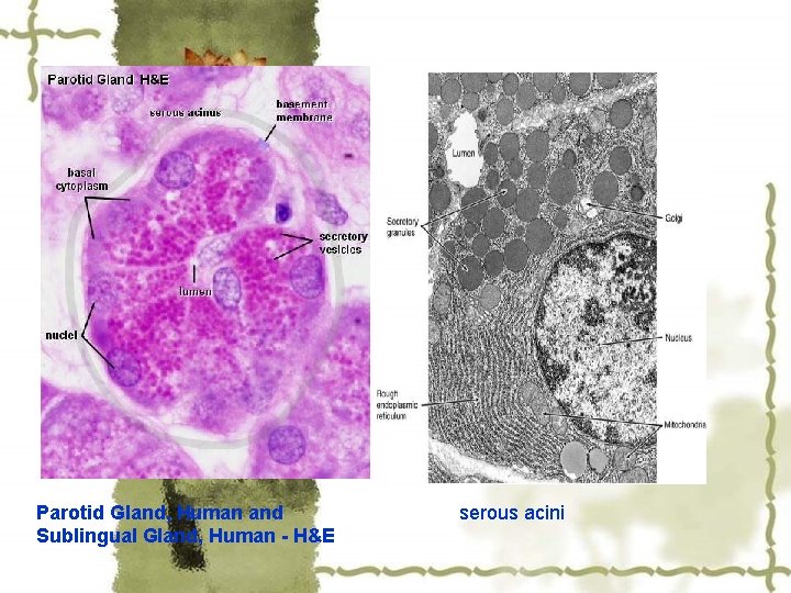 Parotid Gland, Human and Sublingual Gland, Human - H&E serous acini 