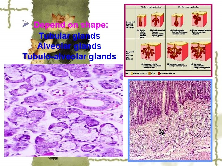 Ø Depend on shape: Tubular glands Alveolar glands Tubulo-alveolar glands 