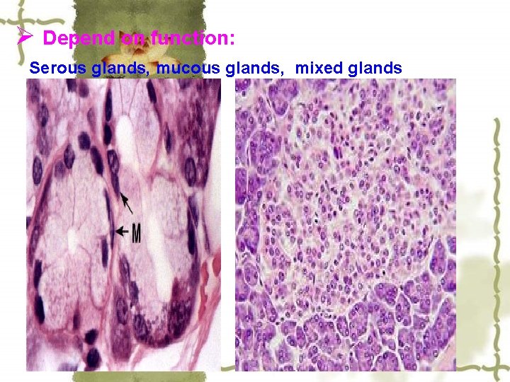 Ø Depend on function: Serous glands, mucous glands, mixed glands 