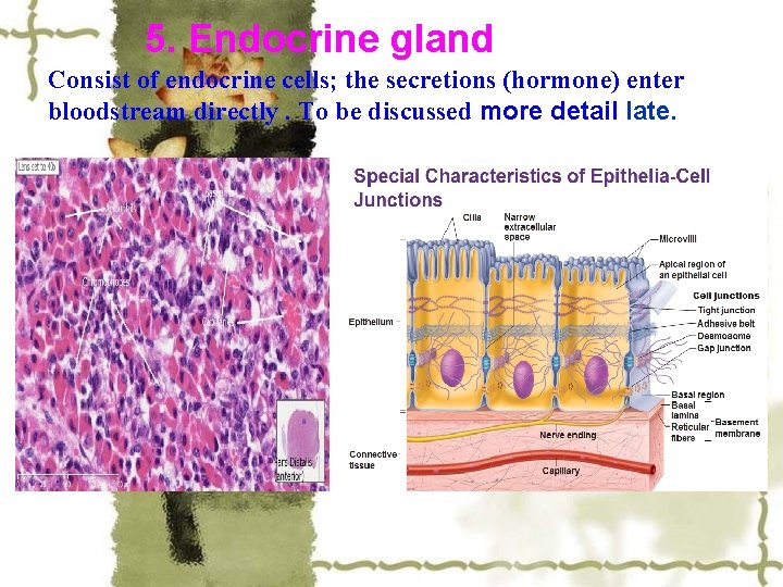 5. Endocrine gland Consist of endocrine cells; the secretions (hormone) enter bloodstream directly. To