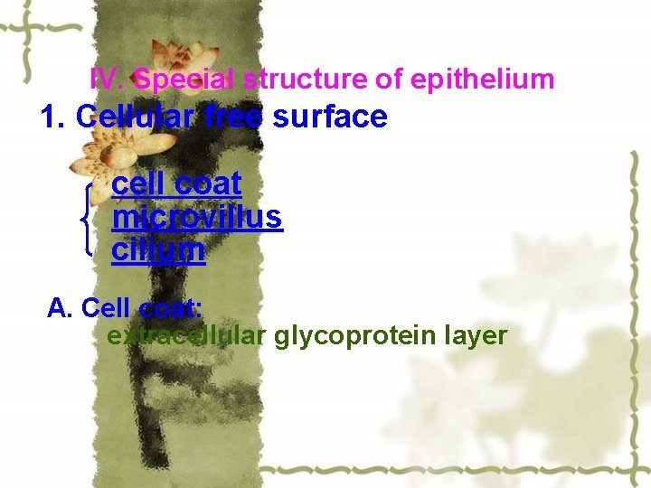 IV. Special structure of epithelium 1. Cellular free surface cell coat microvillus cilium A.