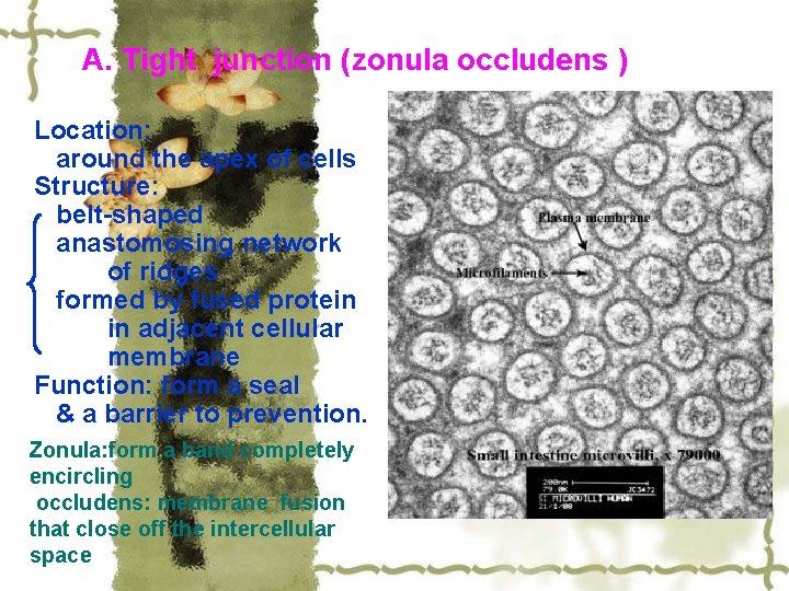 A. Tight junction (zonula occludens ) Location: around the apex of cells Structure: belt-shaped