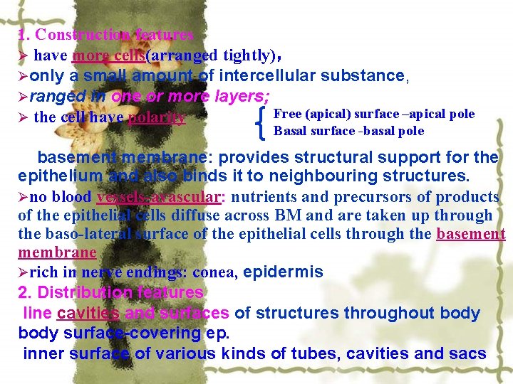 1. Construction features Ø have more cells(arranged tightly)， Øonly a small amount of intercellular