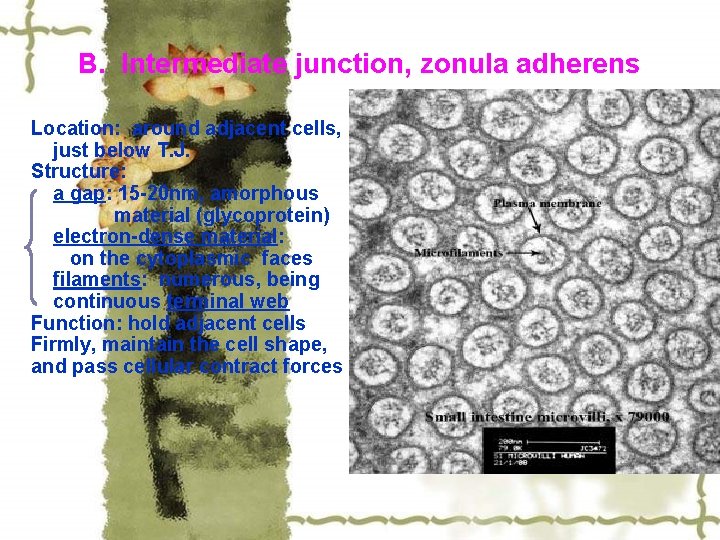 B. Intermediate junction, zonula adherens Location: around adjacent cells, just below T. J. Structure: