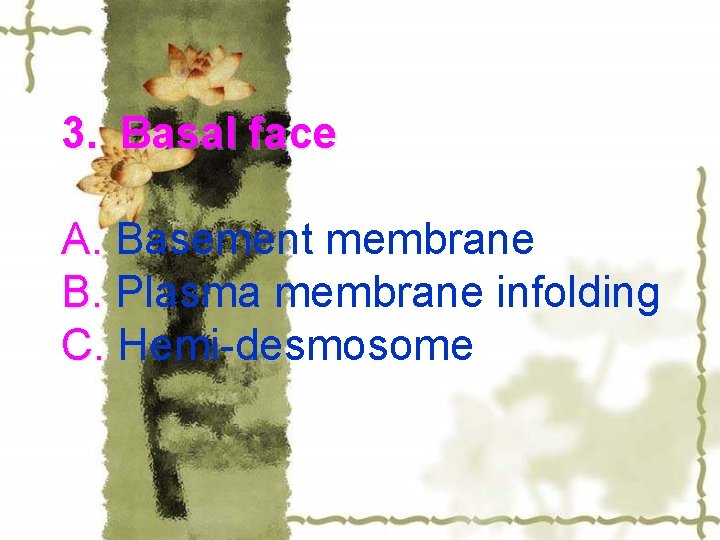 3. Basal face A. Basement membrane B. Plasma membrane infolding C. Hemi-desmosome 