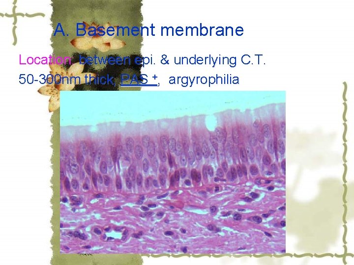 A. Basement membrane Location: between epi. & underlying C. T. 50 -300 nm thick,