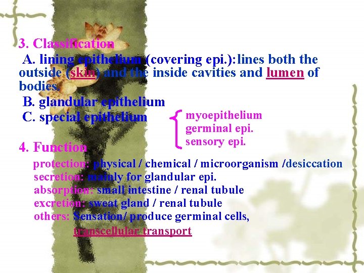 3. Classification A. lining epithelium (covering epi. ): lines both the outside (skin) and