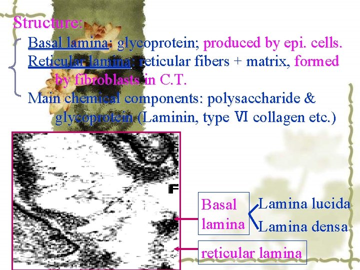 Structure: Basal lamina: glycoprotein; produced by epi. cells. Reticular lamina: reticular fibers + matrix,