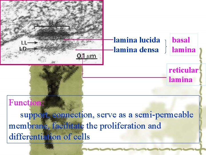 lamina lucida lamina densa basal lamina reticular lamina Function: support, connection, serve as a