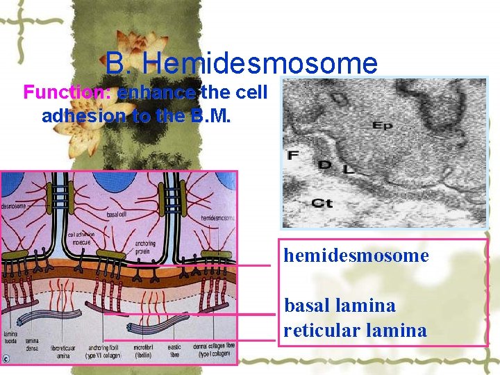 B. Hemidesmosome Function: enhance the cell adhesion to the B. M. hemidesmosome basal lamina