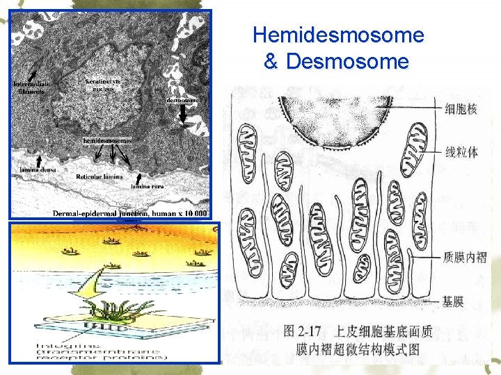 Hemidesmosome & Desmosome 