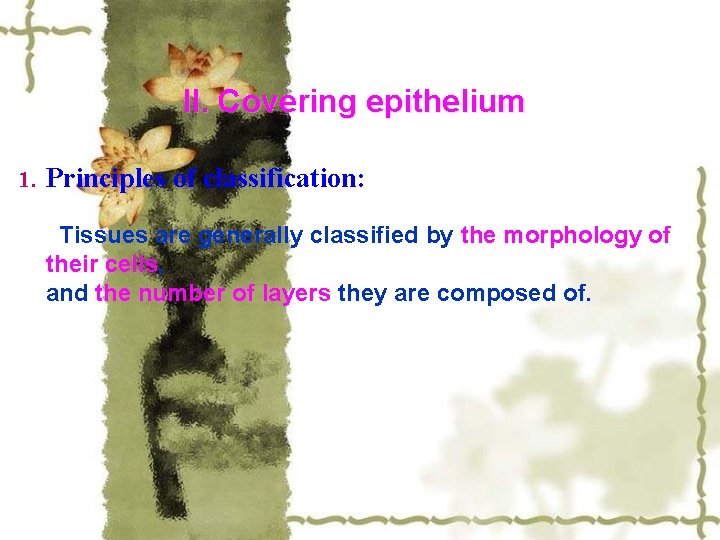 II. Covering epithelium 1. Principles of classification: Tissues are generally classified by the morphology