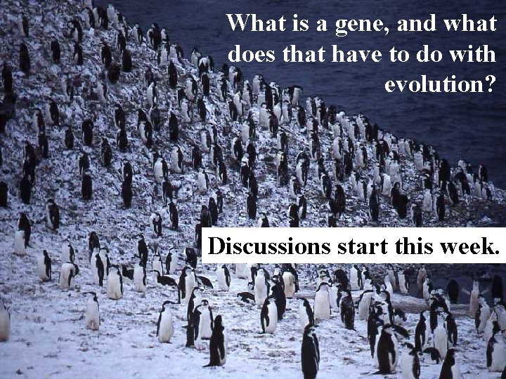 What is a gene, and what does that have to do with evolution? Discussions