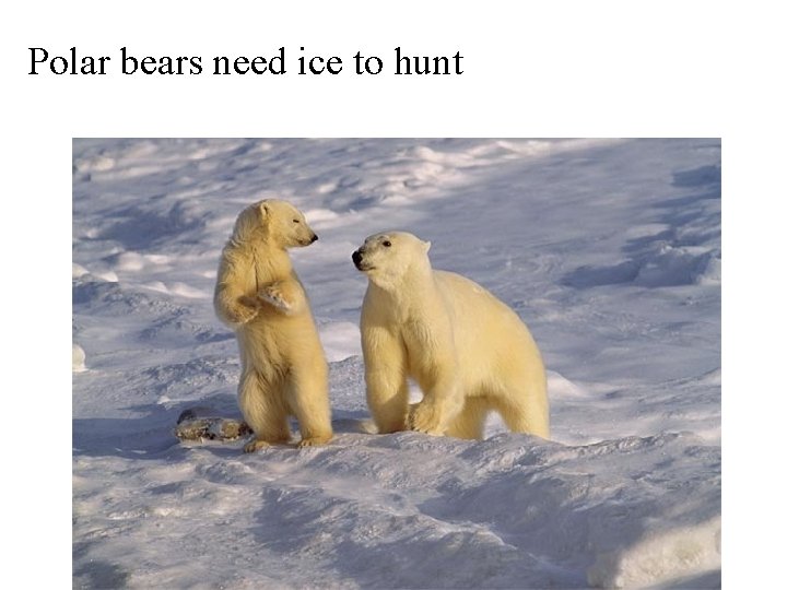 Polar bears need ice to hunt 
