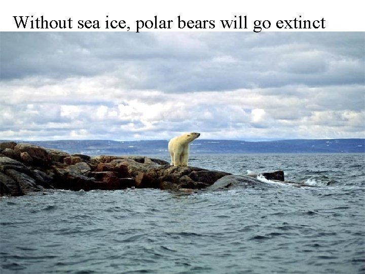 Without sea ice, polar bears will go extinct 