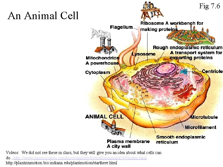 An Animal Cell Videos: We did not see these in class, but they will