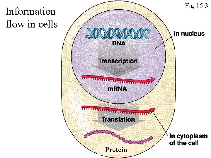 Fig 15. 3 Information flow in cells Protein 