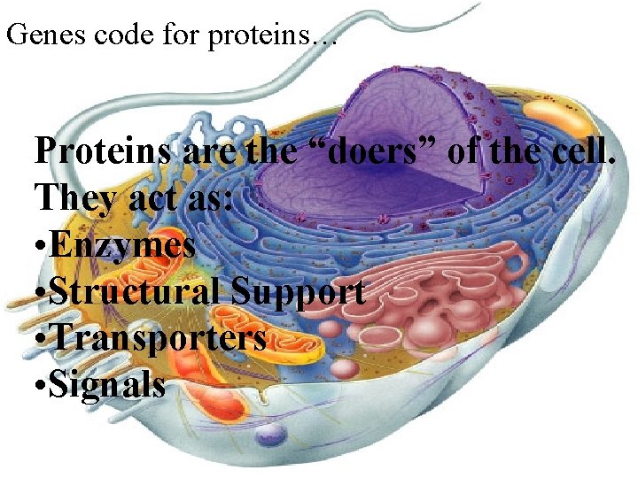Genes code for proteins… Proteins are the “doers” of the cell. They act as: