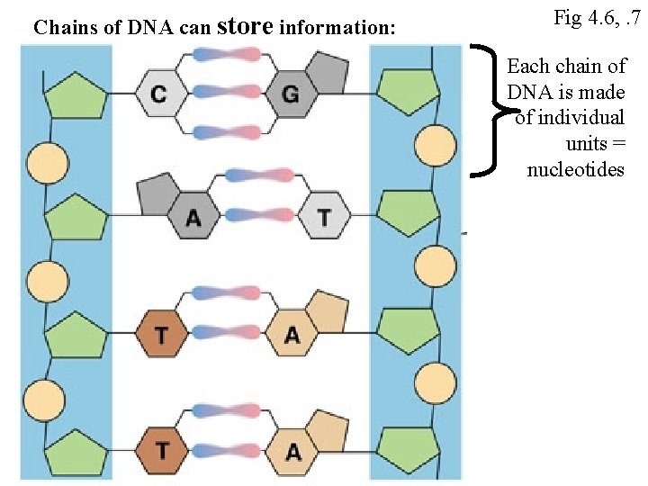 Chains of DNA can store information: Fig 4. 6, . 7 Each chain of