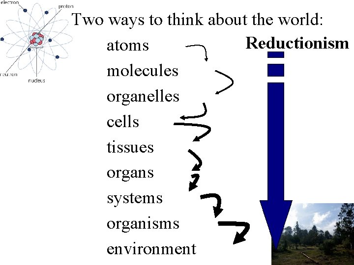 Two ways to think about the world: Reductionism atoms molecules organelles cells tissues organs