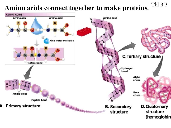Amino acids connect together to make proteins. Tbl 3. 3 