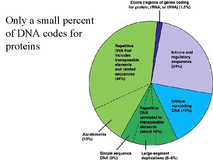 Only a small percent of DNA codes for proteins 