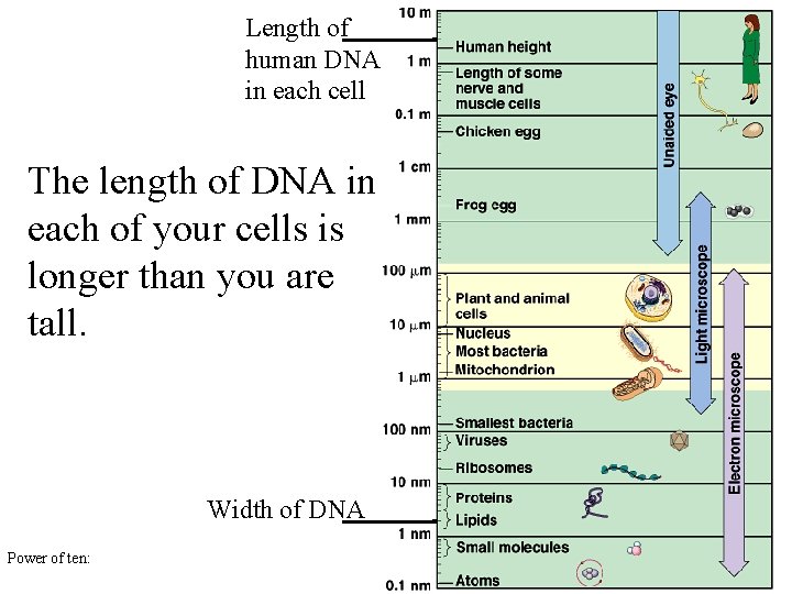 Length of human DNA in each cell The length of DNA in each of