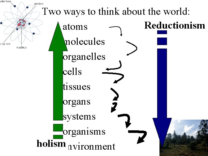 Two ways to think about the world: Reductionism atoms molecules organelles cells tissues organs