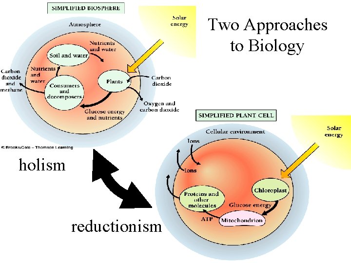 Two Approaches to Biology holism reductionism 