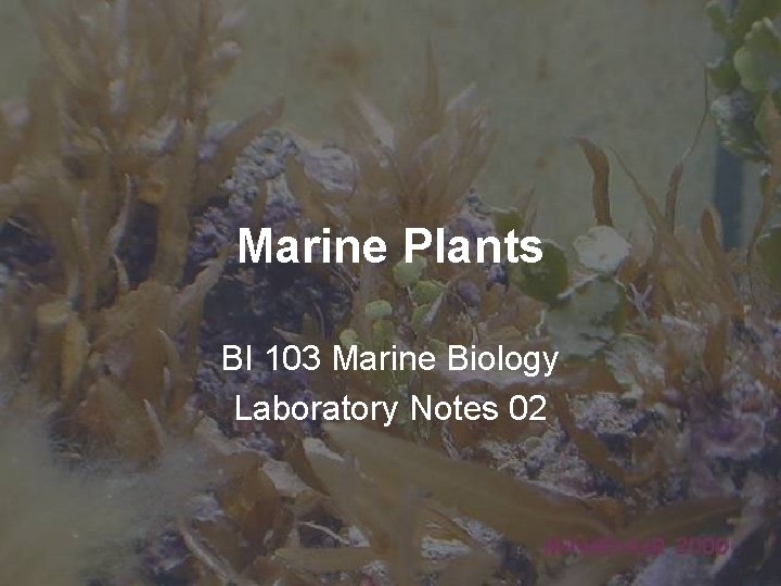 Marine Plants BI 103 Marine Biology Laboratory Notes 02 