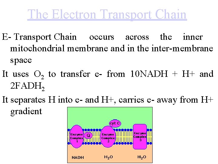 The Electron Transport Chain E- Transport Chain occurs across the inner mitochondrial membrane and