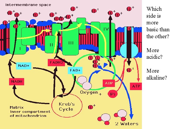 Which side is more basic than the other? More acidic? More alkaline? 