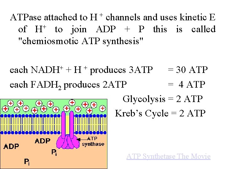 ATPase attached to H + channels and uses kinetic E of H+ to join