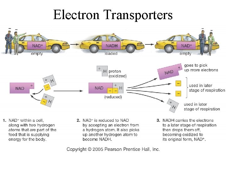 Electron Transporters 