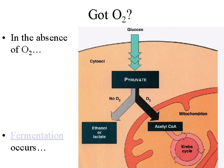 Got O 2? • In the absence of O 2… • Fermentation occurs… 