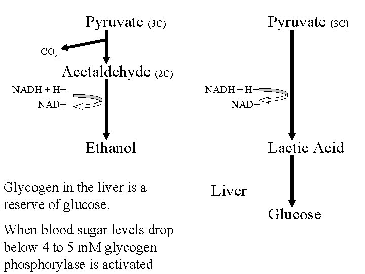 Pyruvate (3 C) CO 2 Acetaldehyde (2 C) NADH + H+ NAD+ Ethanol Glycogen