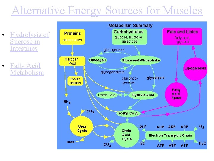 Alternative Energy Sources for Muscles • Hydrolysis of Sucrose in Intestines • Fatty Acid