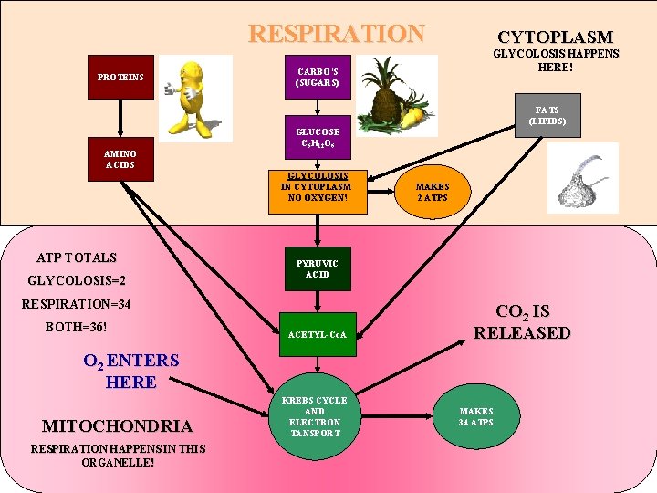 RESPIRATION PROTEINS CARBO’S (SUGARS) CYTOPLASM GLYCOLOSIS HAPPENS HERE! FATS (LIPIDS) AMINO ACIDS GLUCOSE C